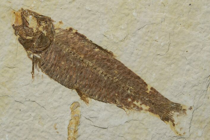 Fossil Fish (Knightia) - Green River Formation #237240